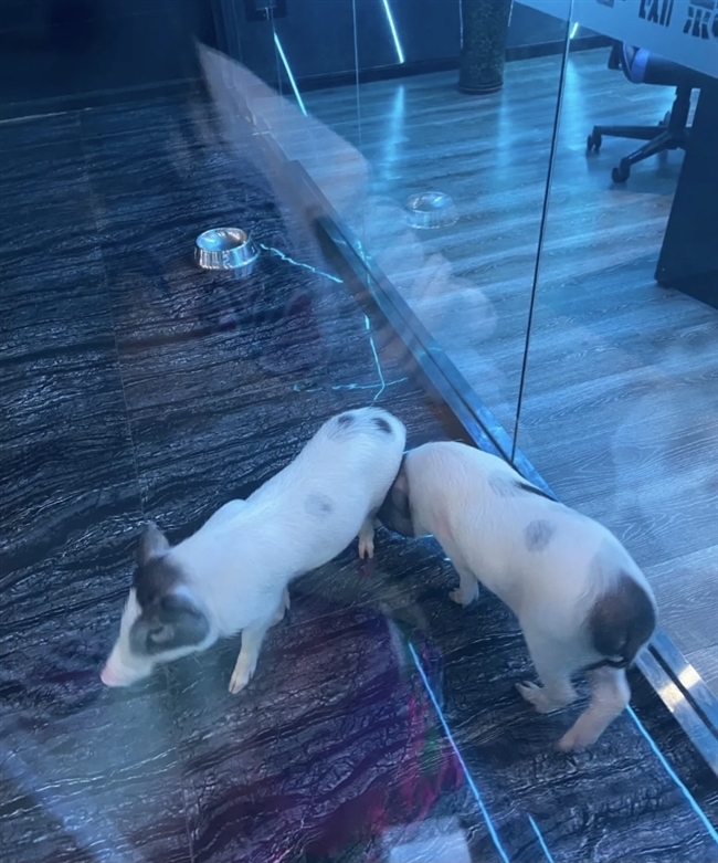 網(wǎng)卡里的豬(偷笑)當年確實存在這個事為了吸引顧客.png 網(wǎng)卡里的豬(偷笑)當年確實存在這個事為了吸引顧客.png